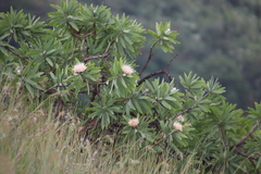 Protea gaguedi