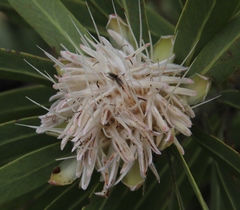 Protea gaguedi