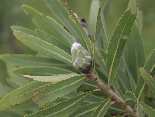 African sugarbush