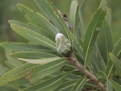 Protea gaguedi