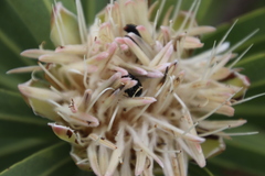 Oxythyrea marginalis