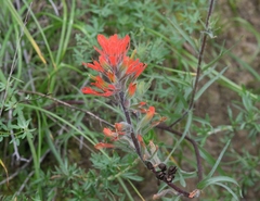 Castilleja affinis affinis