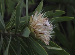 Oxythyrea marginalis