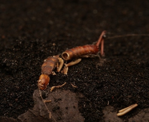 Anataelia lavicola
