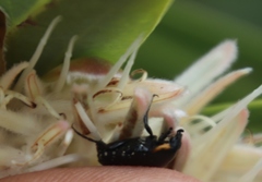 Oxythyrea marginalis