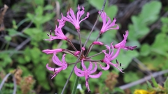 Nerine filifolia
