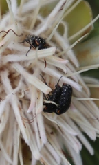 Oxythyrea marginalis