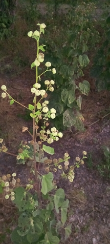 Abutilon angulatum, photograph 5