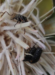 Oxythyrea marginalis