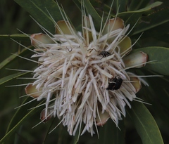 Oxythyrea marginalis