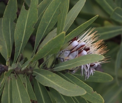Protea gaguedi