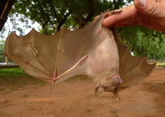 Epomophorus gambianus