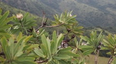 Protea gaguedi