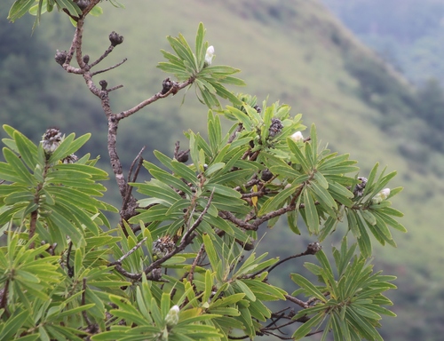 African sugarbush