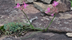Nerine filifolia