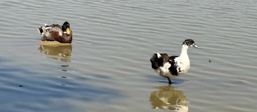 Domestic Mallard