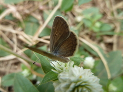 Zizina otis antanossa