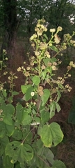 Abutilon angulatum, photograph (c) Murphy Tladi, some rights reserved (CC BY)