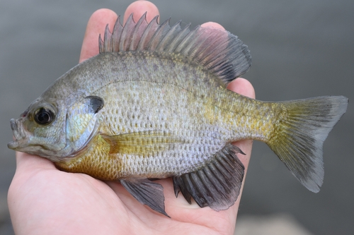 Bluegill, photo 2 of 10