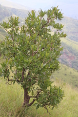 Faurea rochetiana