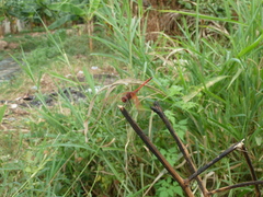 Trithemis arteriosa