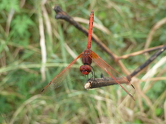 Trithemis arteriosa