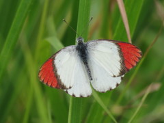 Colotis danae eupompe