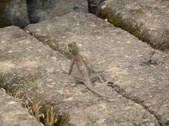 Agama
