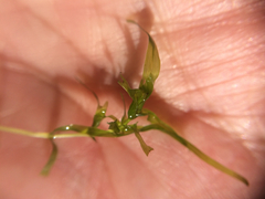 Elodea