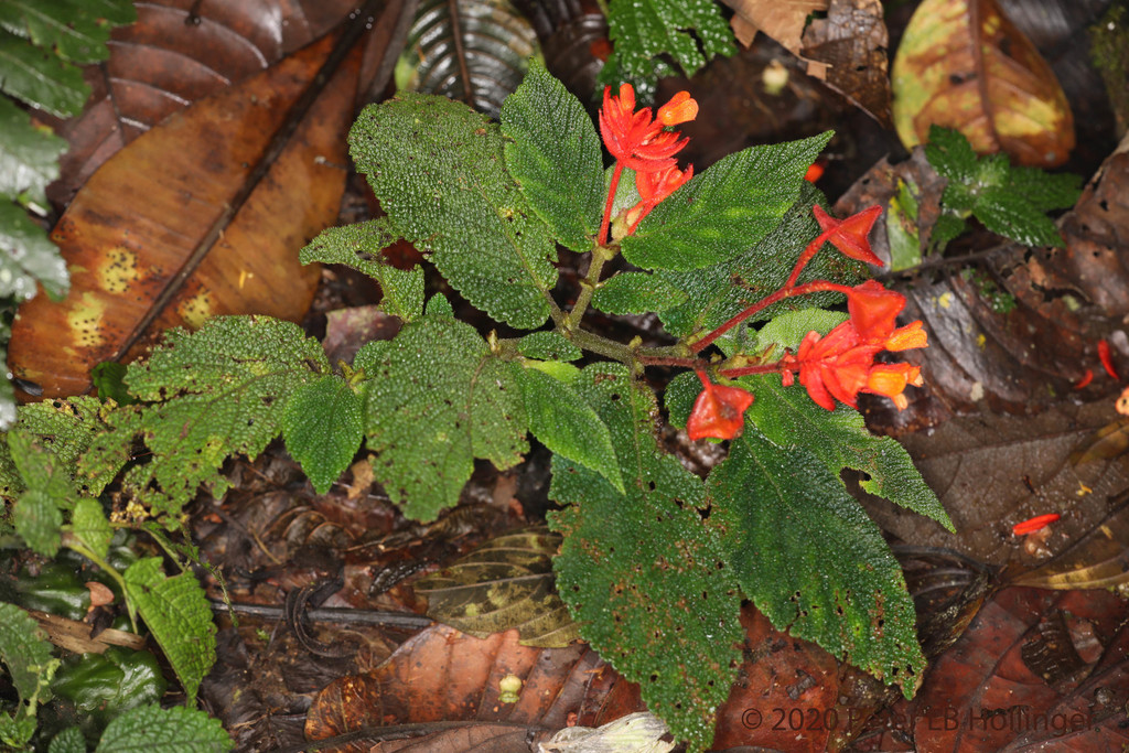 Begonia oliveri