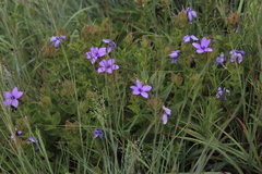 Barleria ovata
