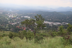 Pterocarpus angolensis