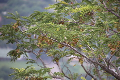 Pterocarpus angolensis