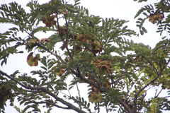 Pterocarpus angolensis
