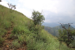 Heteropyxis natalensis