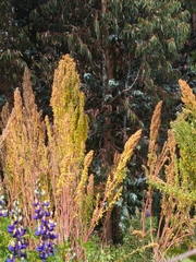 Chenopodium quinoa, photograph (c) Lizet Mayli Mejía Penadillo, some rights reserved (CC BY-SA)