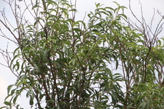 Heteropyxis natalensis