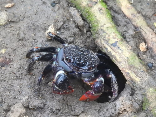 Neosarmatium smithi (H.Milne Edwards, 1853)