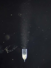 Favella