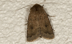 Proteuxoa senta