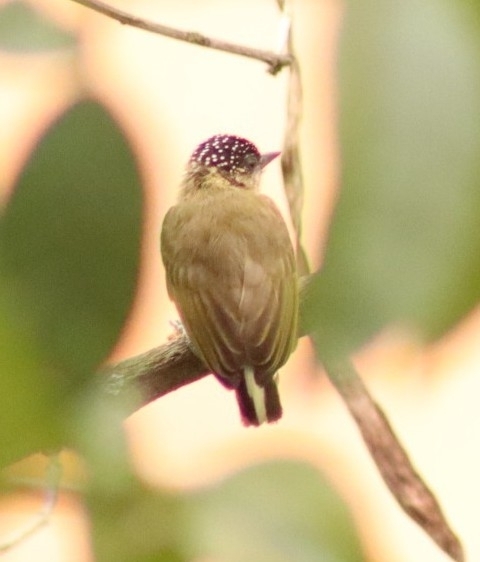Olivaceous Piculet