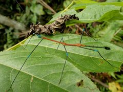 Periphetes graniferum