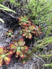 Drosera esterhuyseniae