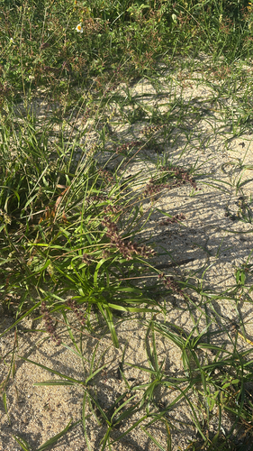 Cenchrus echinatus observed 2026-04-25