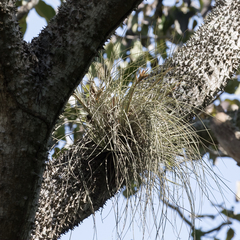 Tillandsia juncea