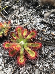 Drosera esterhuyseniae