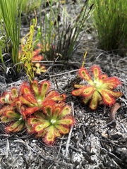 Drosera esterhuyseniae