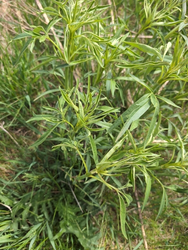 Coreopsis tripteris