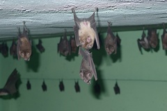 Hipposideros ruber