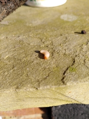 Otiorhynchus sulcatus